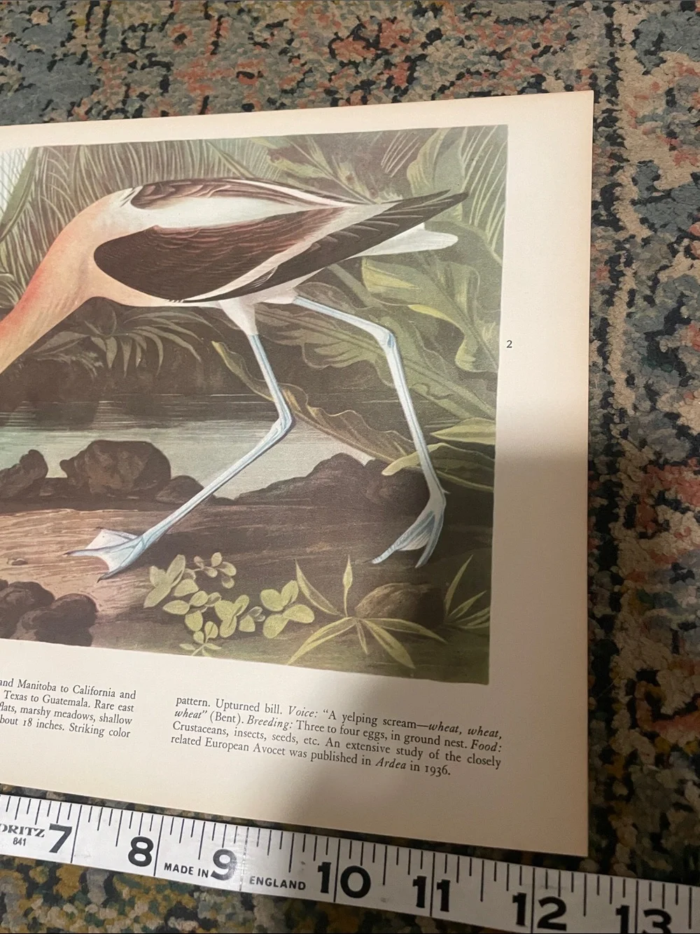 🖤5/$25 Vintage Avocet Bird Wall Art Print in Blue and Cream